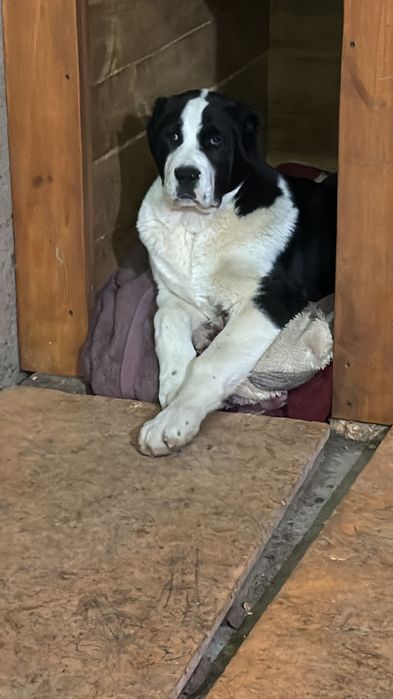 Щенок САО с паспортом