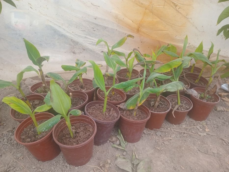 Kivi kuchatlari payvant