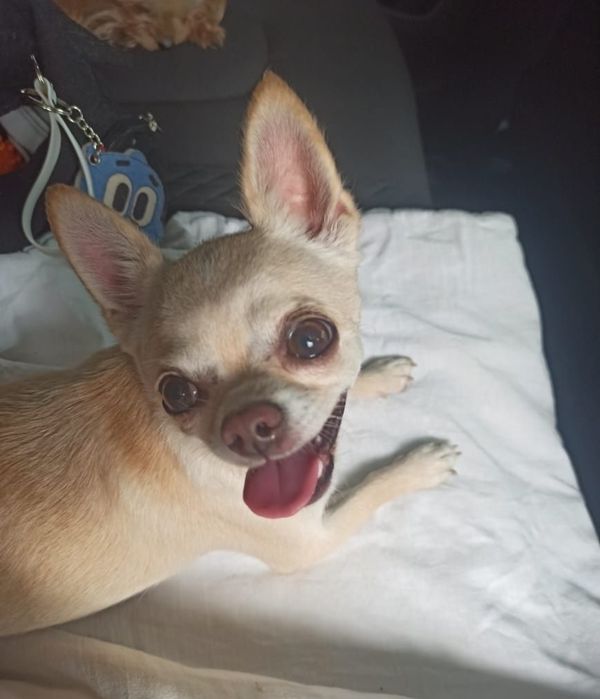 Передержка собак.