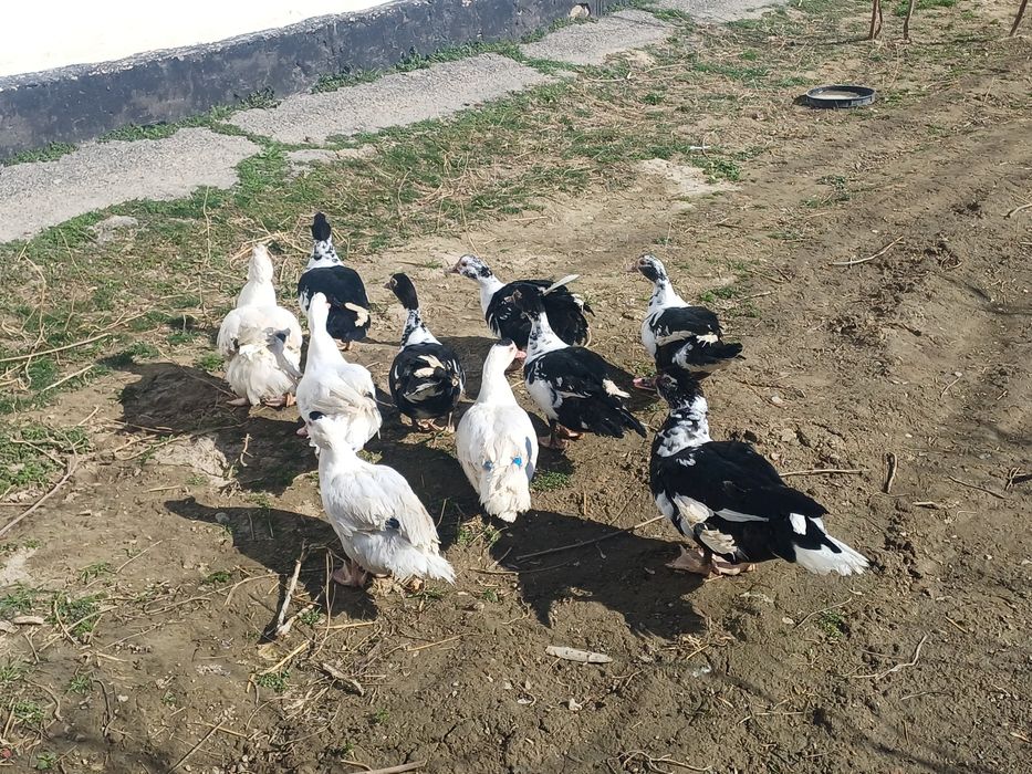 Индоутка продоется