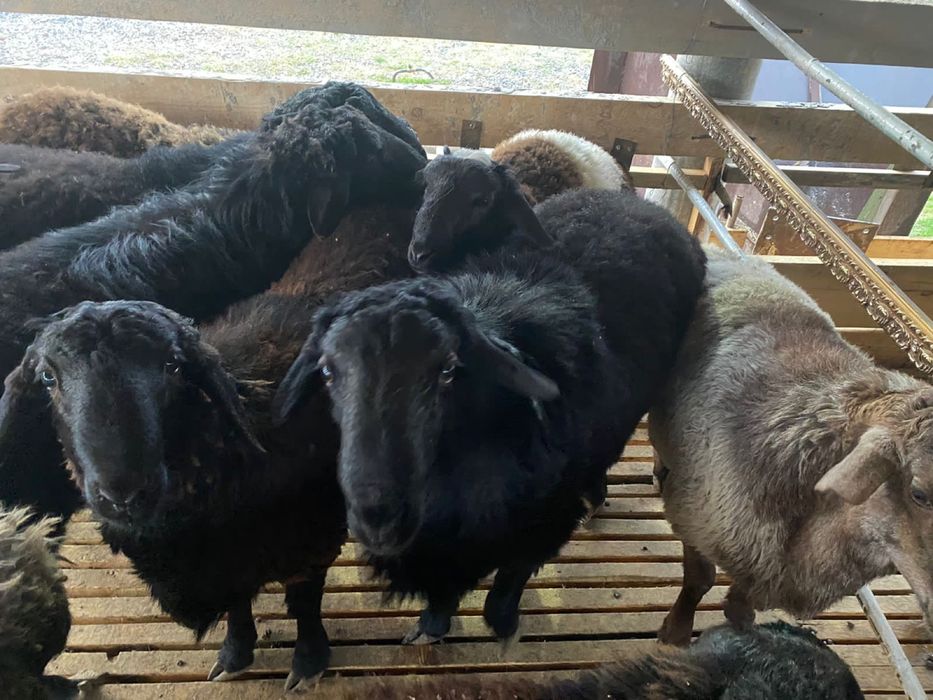 Кой еті байдібектің семіз токтылары