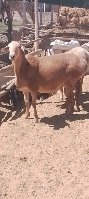 Киргиз кучкор  сотилади