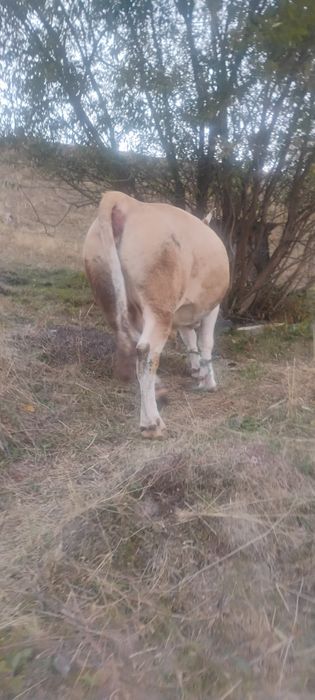 Vaca de vânzare Gârda de Sus Jud Alba