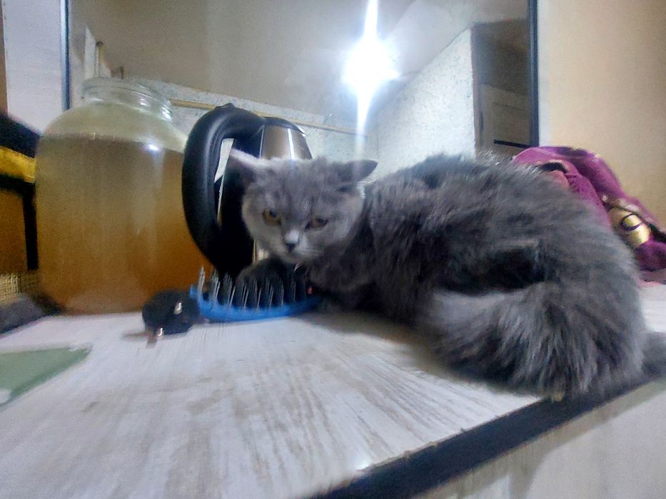 Британский скотш страйт