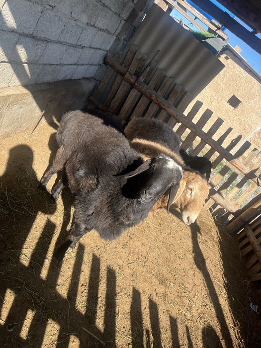 Қошқарлар сатылады