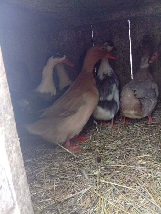 Vând rate și cocosi