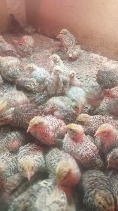 Бөдене балапандар, цыплята перепелиные