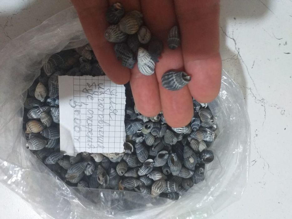 Продам ракушки для поделок