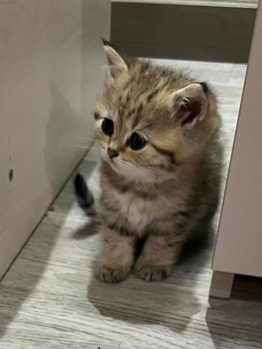 Британские котята