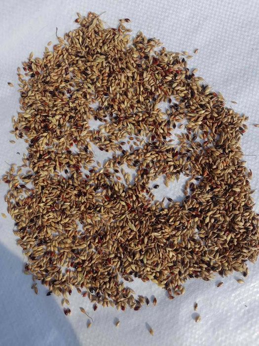 Samanta iarba coasă, pasune ,Amestec furajer ,terasamente, Iarba SUDAN