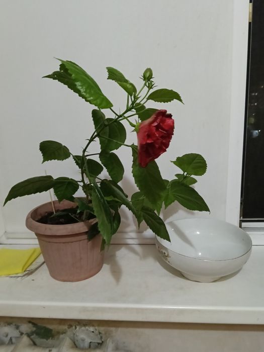 Продам китайскую розу.