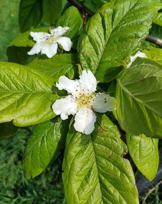 Мушмула (Mespilus germanica)