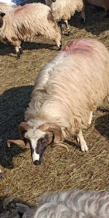 Schimb un mior breaz