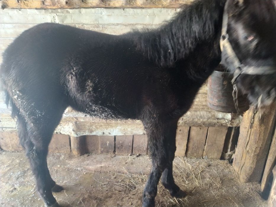 Продам кобылу с жеребёнком