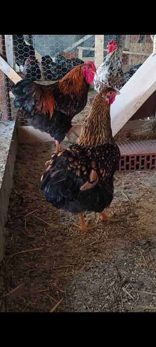Vând o găină și un cocoș de wyandotte gsg