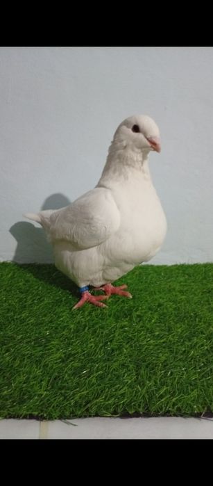 Porumbei Americani AGH