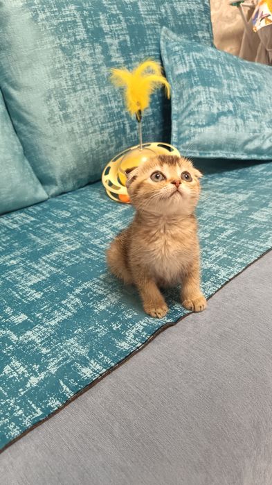 Чистокровные малыши от правильной вязки