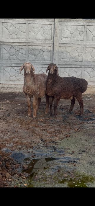 Козы кошкар Арашан