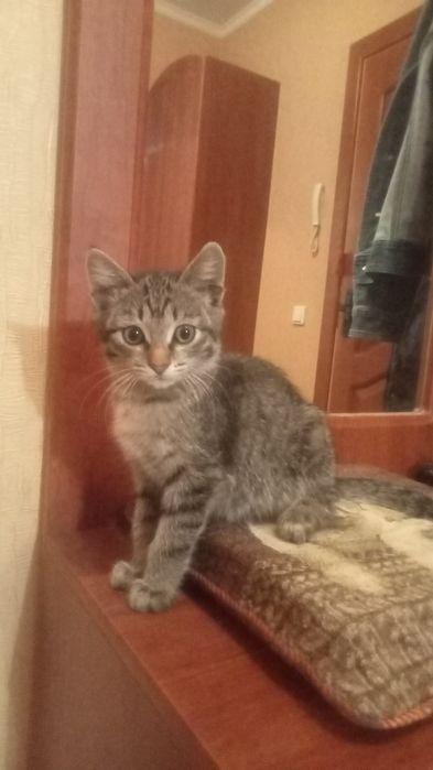 Г.Семей.Котик в добрые руки