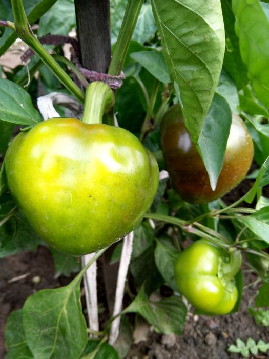 Семена сладкого перца "Маусик" (15 шт.)