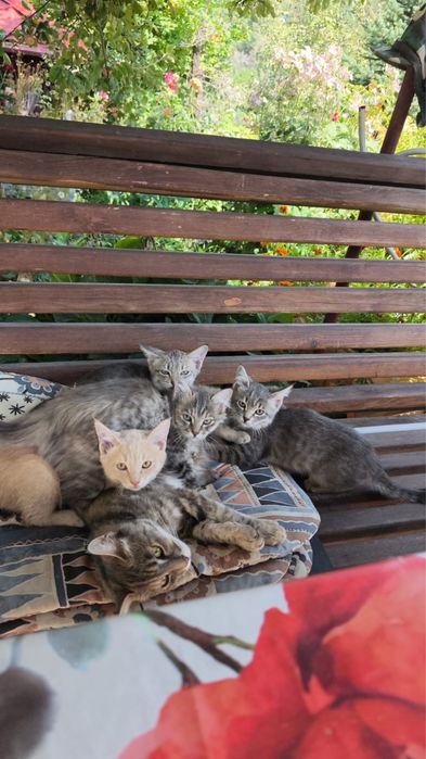 Котята крысоловы