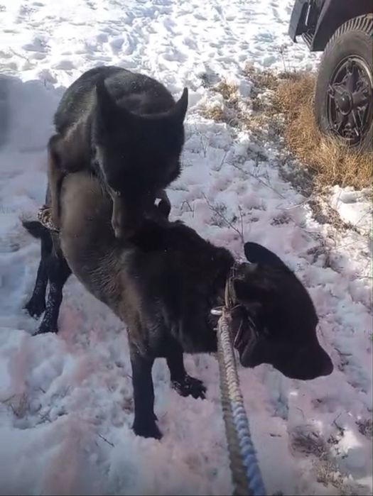 Немецкая овчарка