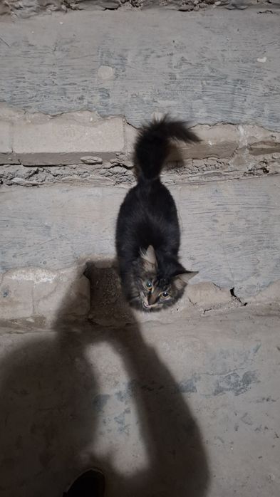 Mushuk hadyaga beriladi