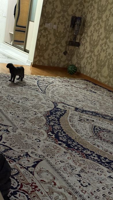 Шотландская кошка