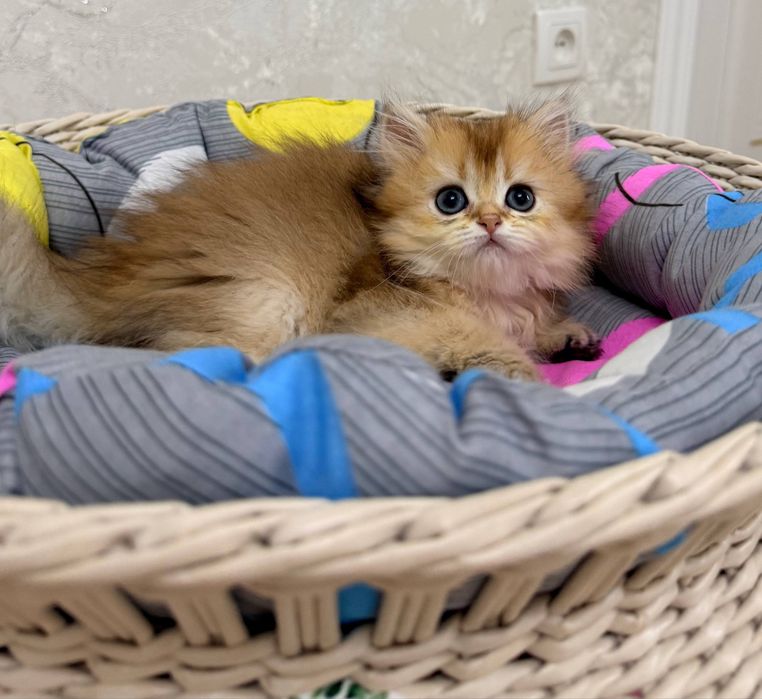 на продаже котята