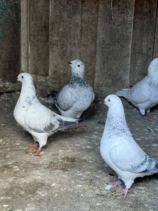 Porumbei Voiajori standard .