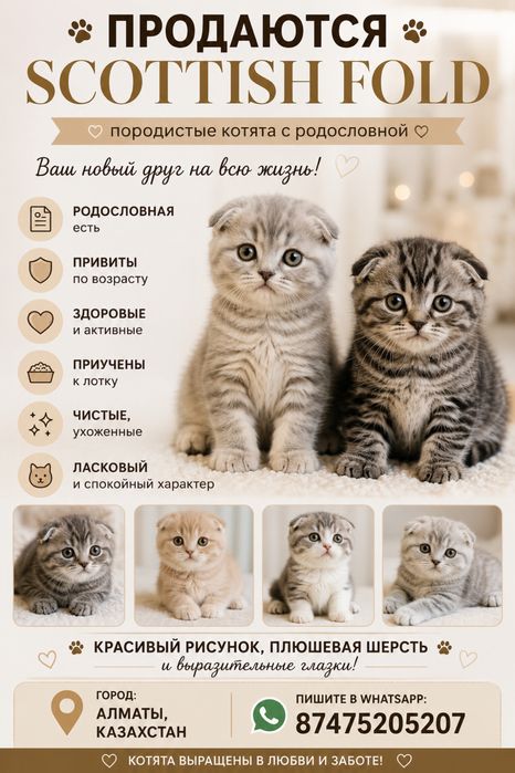 Продаются котята Scottish Fold