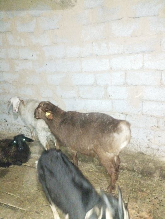 Кошкар кошкар кошкар