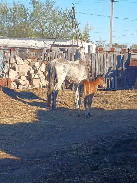 Кобыла с жеребенком