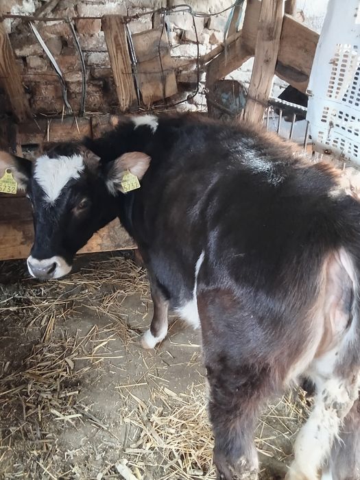 Taur și vițea de vânzare