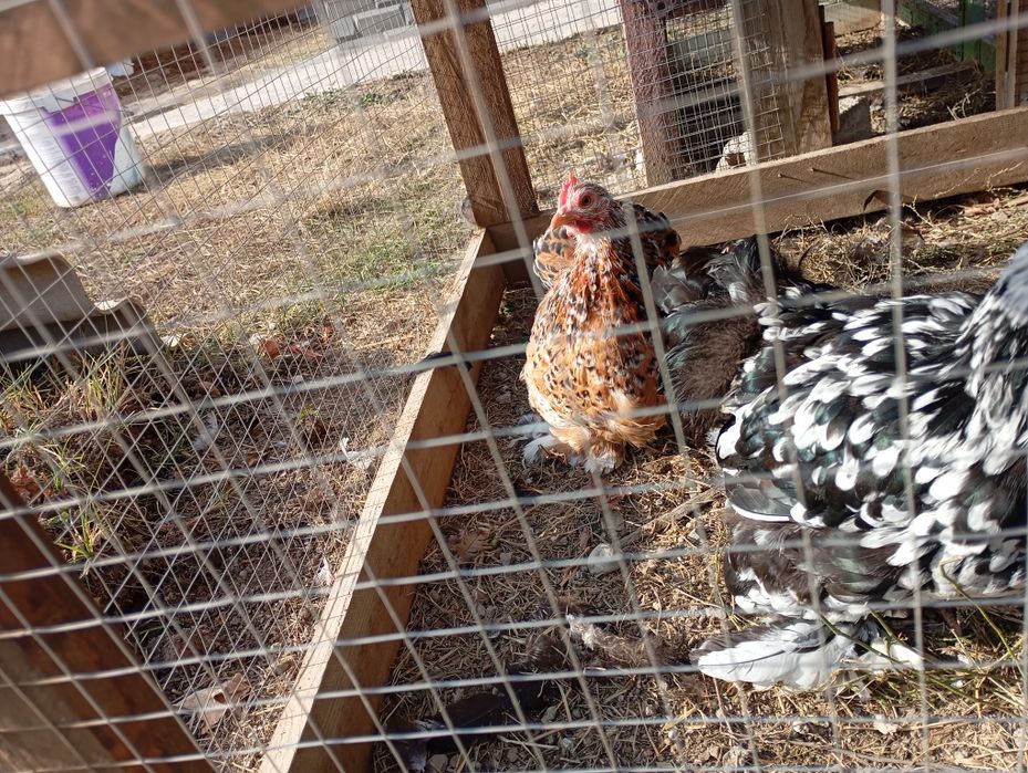 Карликовые кокинхины.