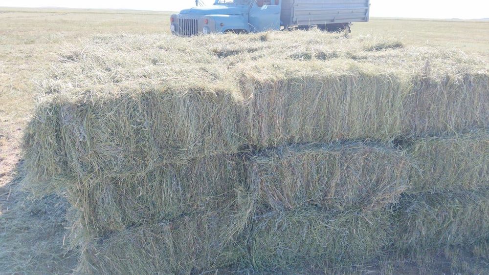 Продается сена (шөп), Зеленый житняк,Первыйкось