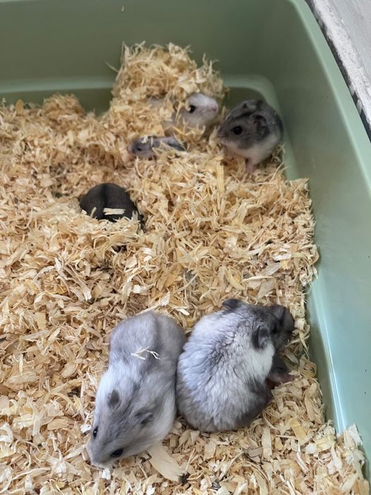 Vand pui de hamster