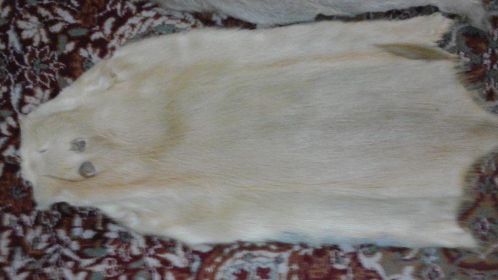 Blanuri Nutrie Diverse Culori