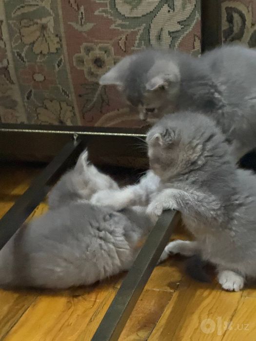 Продаюца котенки 2 мальчик 2девочка Скотиш фолд Окраска:Серебро