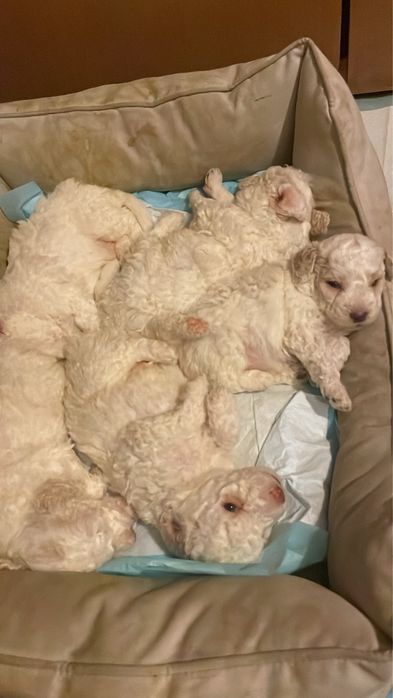 Кученца лагото романъоло