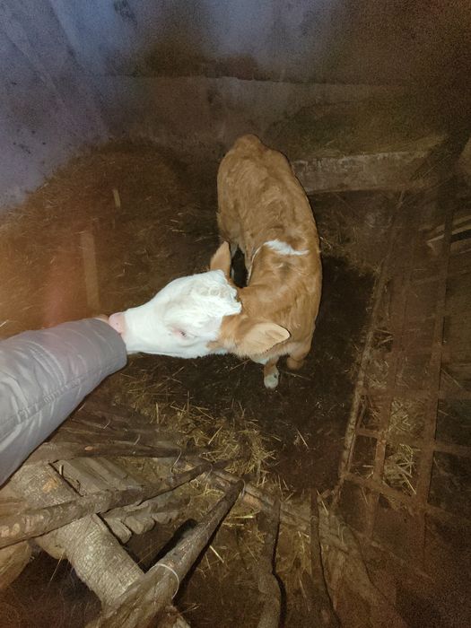 Vând vacă de carne