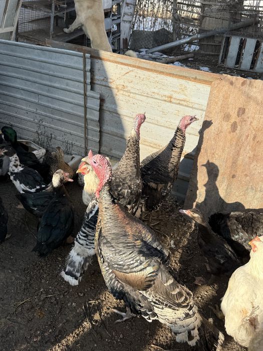 Утки куры индюки