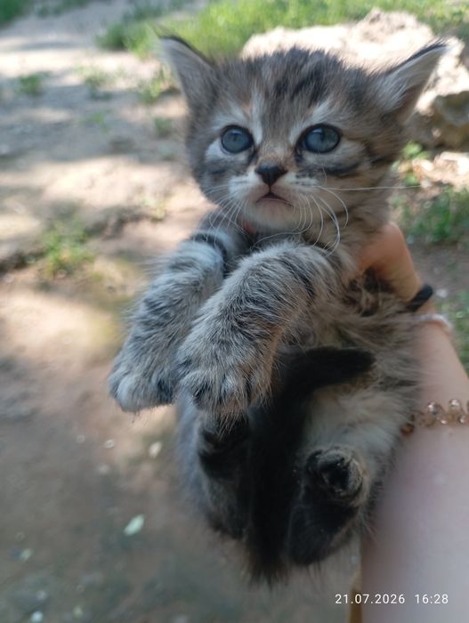 котята бесплатно