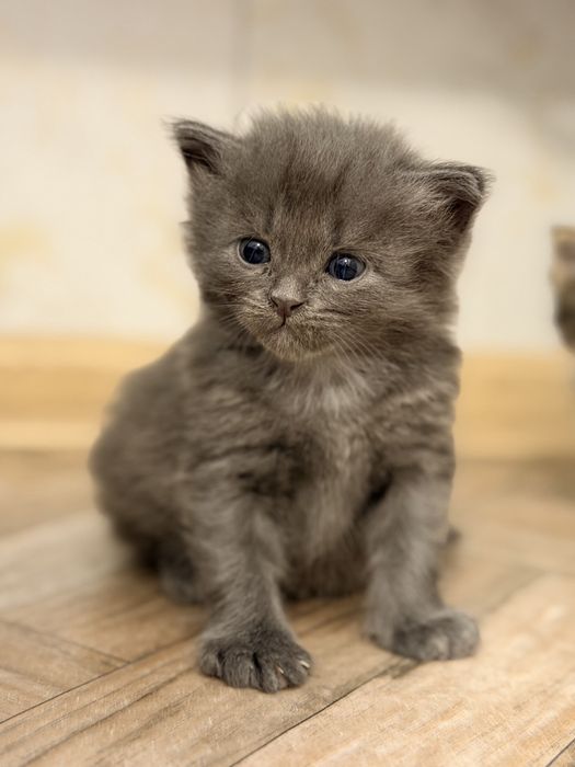 котенок мальчик в добрые руки