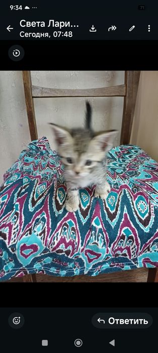 Котята,отдам бесплатно.