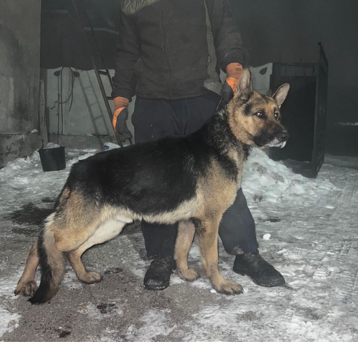 Немецки авчарка отличном состояни