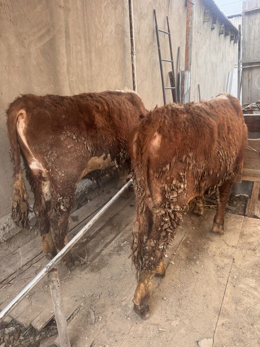 бычки откорм акбас