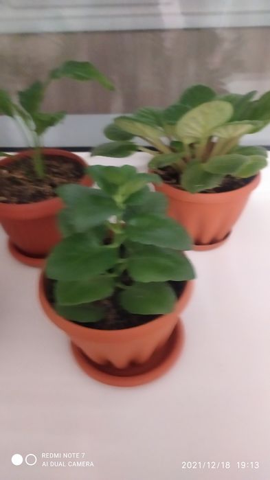 Продам Комнатные цветы