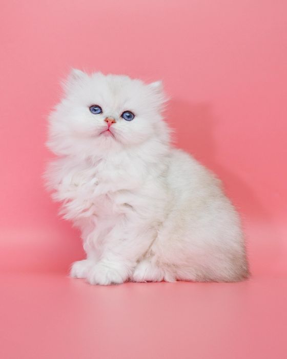 Серебро Шиншиллы котята