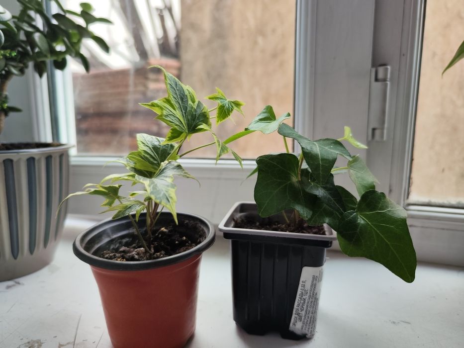 Продам комнатные растения